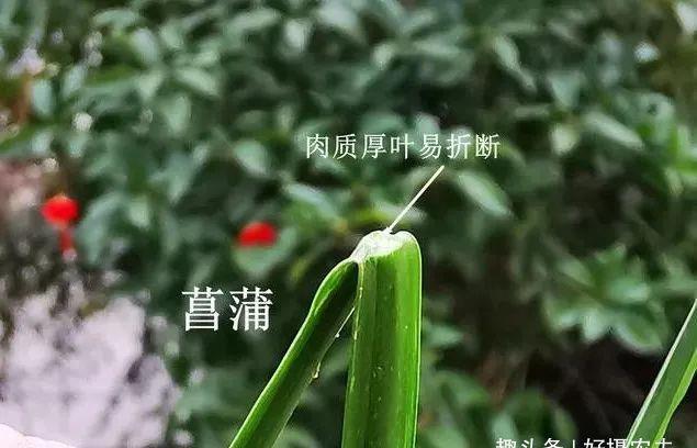  「植物」兰花、菖蒲、麦冬，三种最容易混淆的植物，知道这些就不会买错