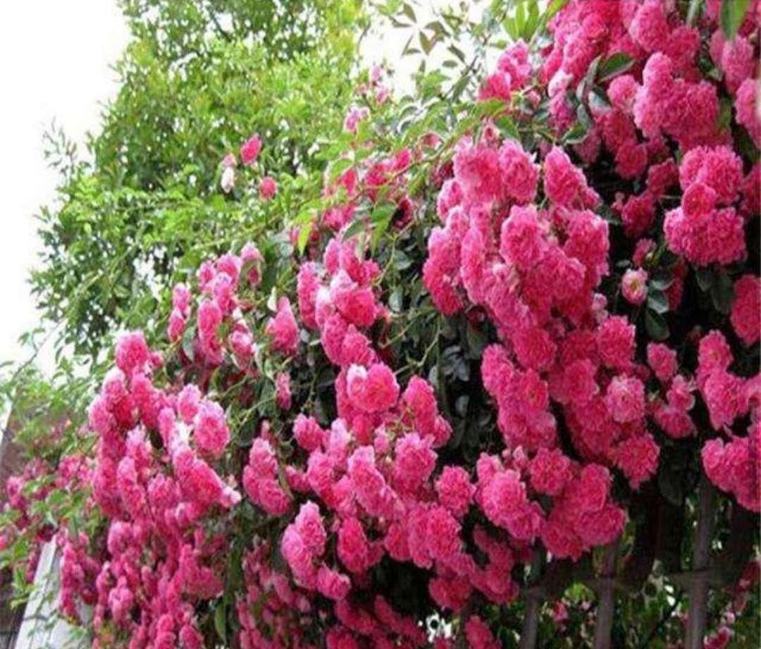  [花香]此花花香四溢，号称“香水之花”，庭院种2棵，还你一片花海