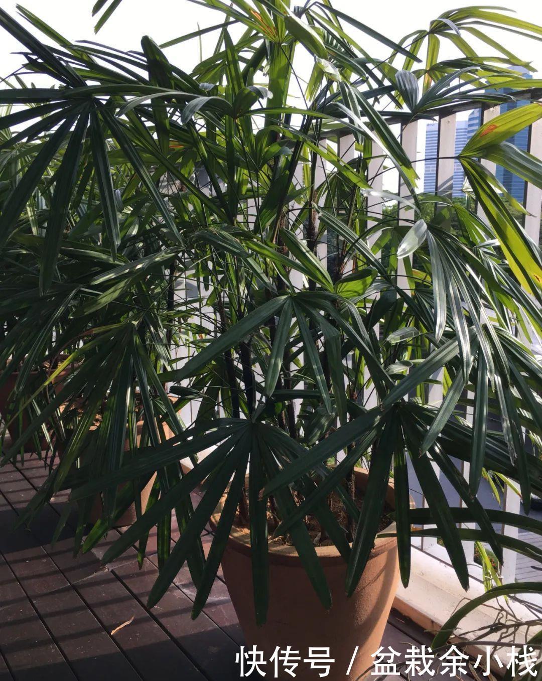 『室内』适合养小盆里的棕榈植物,具热带风情的棕竹,可增加室内氧气含量