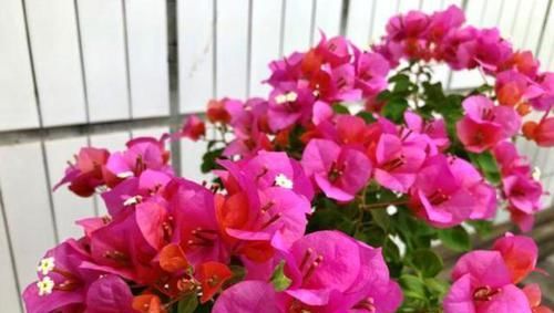  『透气性好一』家里阳台别闲着，养上4种花，一年四季，天天有花看，香味飘满屋
