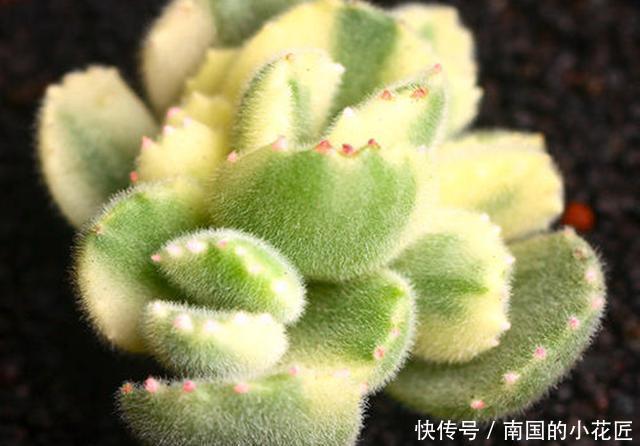  友们在养护|3种多肉掉叶子后难以叶插，这样挽救，成功后还可以正常生长