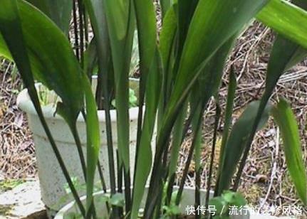 芦荟|谁说卧室不能养花?这三种花夜晚释放大量氧气,助你安心入眠