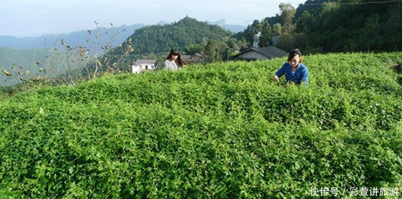  害草@常被当成害草除掉，却有人大量种植，农民数叶子论价！