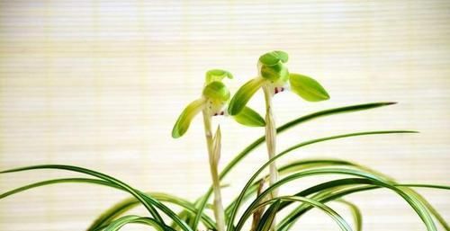  兰花@兰花在春天要怎样养护好？养兰高手教你养护兰花