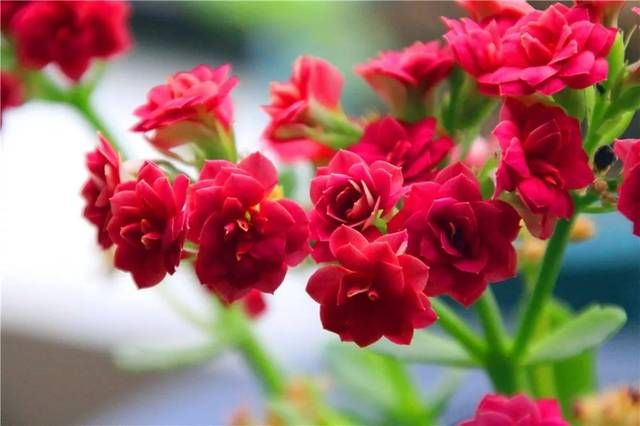 「喜欢」10种最受欢迎的年宵花,你最喜欢哪一种?