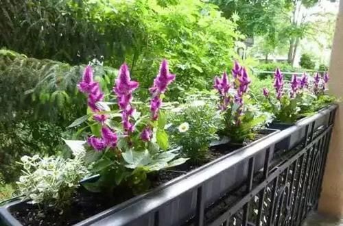  「开花旺盛」花色特鲜艳的鸡冠花，几个品种养一起就能变小花坛