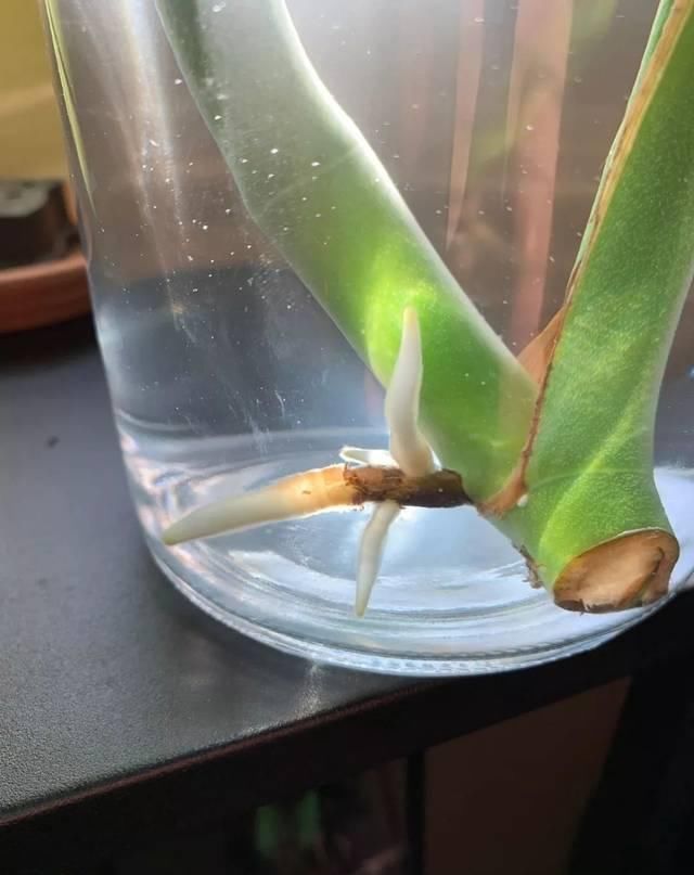  #室内#剪一段有个节点的枝条，浸泡水里就能生根，这几种植物适合室内养