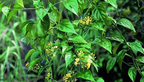 金银花■这花特像金银花,但是有毒,看见一定躲着走!