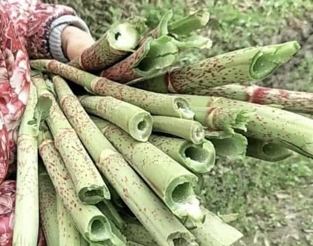 此种野草人称“川筋龙”，目前药用价值极高，你们老家还有吗？