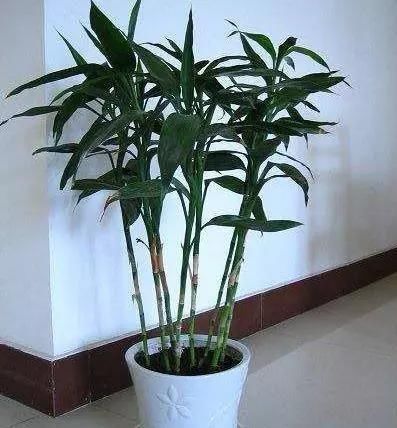  【想养】想养好富贵竹就要先养根，用2种“过期药”兑水浇1浇，根系疯长！