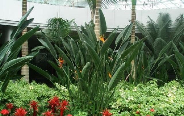  『鲜花』盘点花开四季，花期长达几个月的几种极品鲜花，外形动人还好养活
