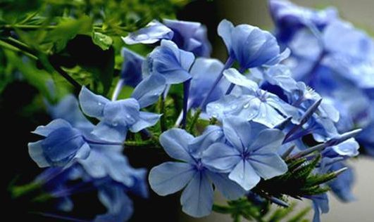  [芳香]此4款花卉，好又好养，一年花开300多天，开花绚丽多彩，芳香怡人