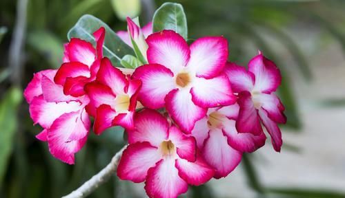  [长寿花]“5种花”花大色艳易爆盆，家里养一盆，养出小花园，美到极致！