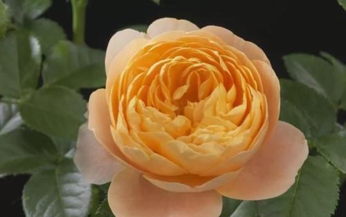 家里■家里养盆木本花,一年开花不停歇,好养易活能爆盆,越养越上瘾