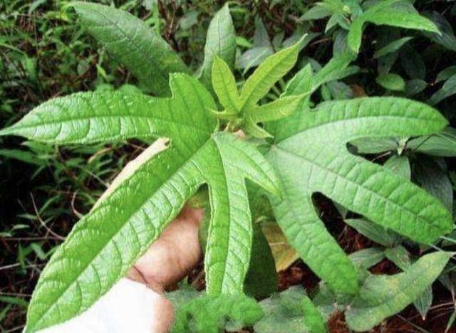  『植物』1种珍贵的“野草”，叶片像“手掌”，人称“五指毛桃”，奇特！