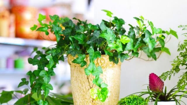  『适合』这几种植物超耐阴，就适合养在没光的地方！