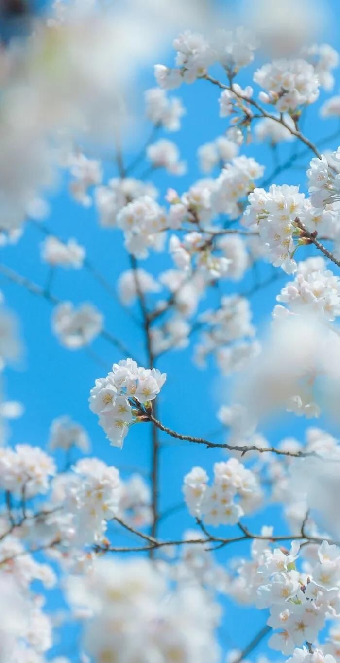  [好久不见]全面屏壁纸·聊天背景图·美文诗：待到春暖花开，说声“好久不见”