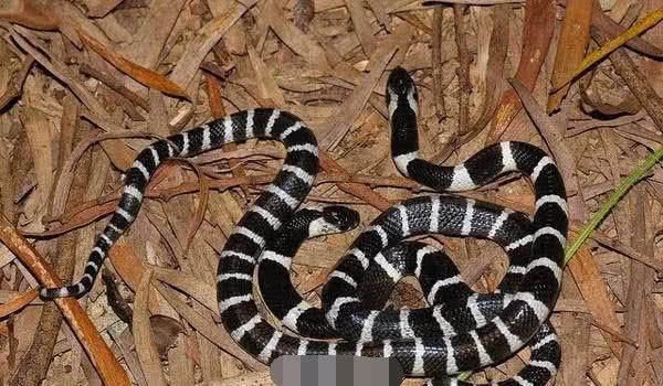 女孩谎称泡酒网购银环蛇当宠物被咬身亡！卖家否认卖蛇却发圈吐槽