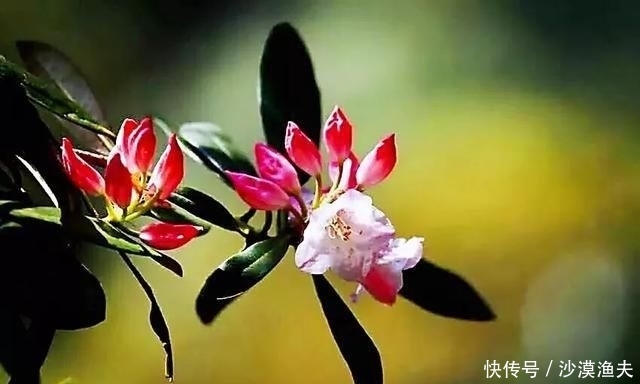  绚丽多彩■猴头杜鹃花～枝繁叶茂，绚丽多彩