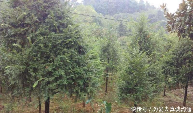 『观赏价值』曾被砍至濒危,10年前很多人种,如今长成小树,却没人要