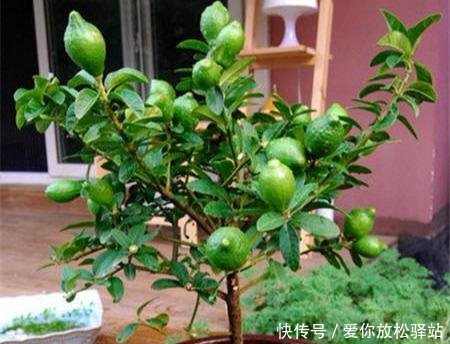 「家里」家里养花,选这4盆“健康花”,抑制病菌,睡眠好,全家都健康