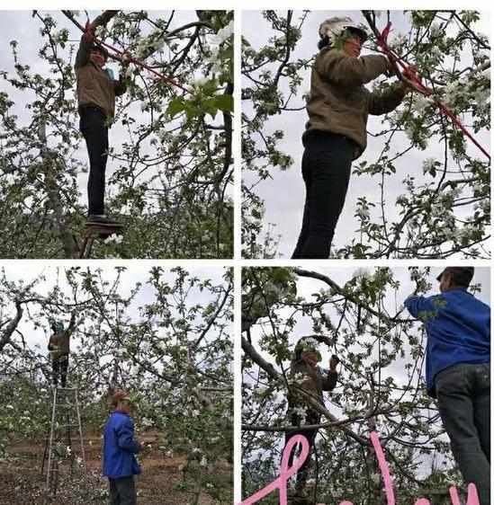  「苹果花」陕西苹果开花的时候也要“计划生育”，今年苹果花也能卖钱了