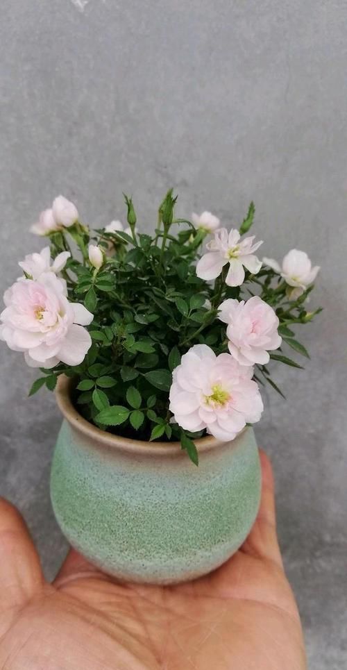  『养花』家里喜欢养花，这四款花开四季，花色多又艳，花开繁盛惹人爱，美