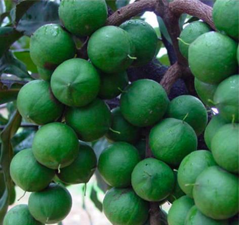  「种植」鲜果7块一斤，烤熟后50块一斤，种一亩赚一万元，果农：