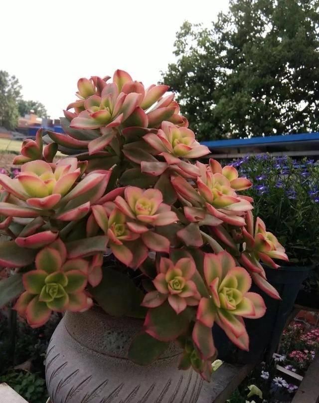  「属多肉植物」推荐八种高颜值多肉，好看又好养