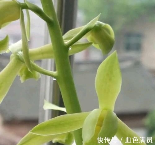  『蕙兰开花』养兰花就是养根？蕙兰的根茂盛就是不来花苞怎么回事，广州缺一门