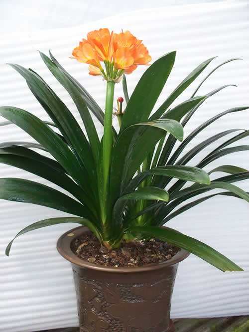  「养护过程」这3种植物，卧室和客厅都适合，净化空气保健康，养花人都会养！