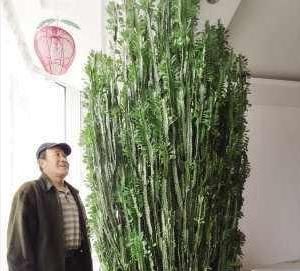  值钱■招财的“2种花”，客厅养1盆，养的越久越值钱，当传家宝都！