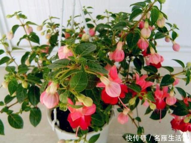  [花园]如何让阳台变成花园？栽种上这2种花卉，花期长、管理省心
