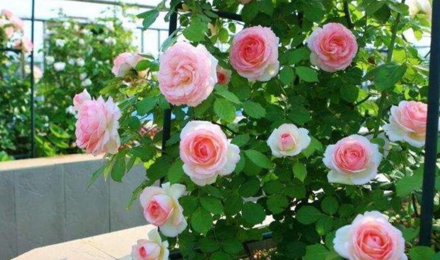  「养起来」现在就养4种花，越热开花越旺，花朵又大又艳，养起来还省心！