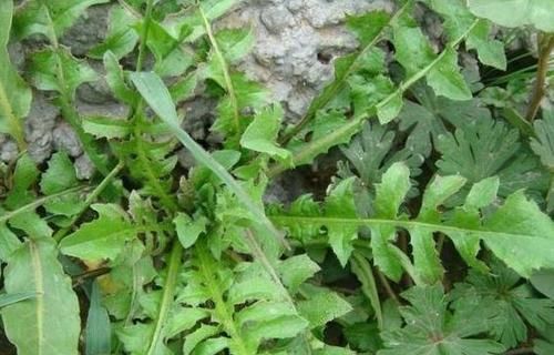  [照看]上班族种花不如种菜，不花时间照看，结得生鲜蔬菜，一家人吃不完