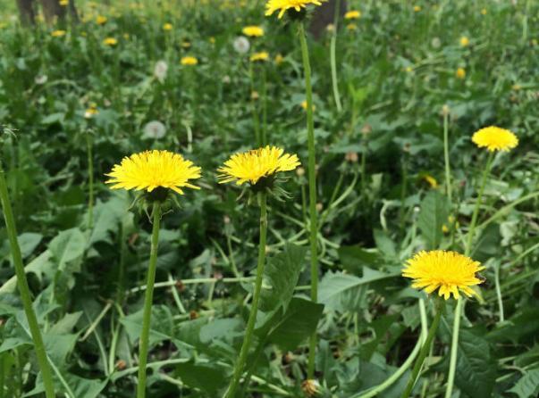 妇科炎症老反复?不要慌!多吃这4样食物,杀菌消