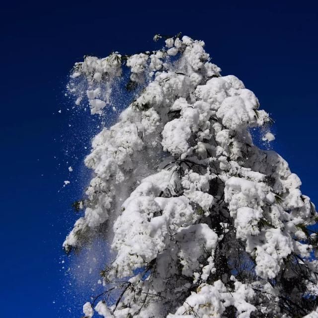 初冬已至，降温来袭 | 陕西这些地方已经下雪啦！想看雪景的走起