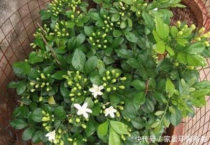  「室内」室内养3种“芳香植物”，叶子香、开花香喷喷，空气清新，睡眠好