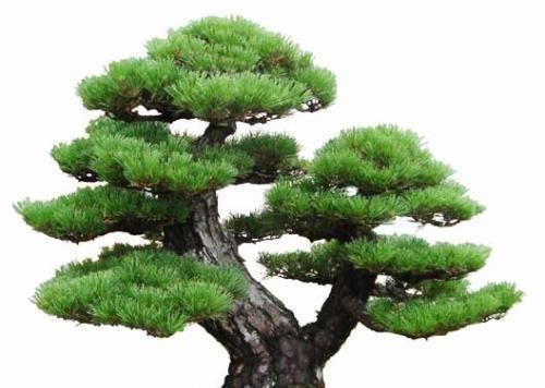  『形态』郁郁葱葱枝干强劲有力，养好松柏盆景，这些技巧要掌握！