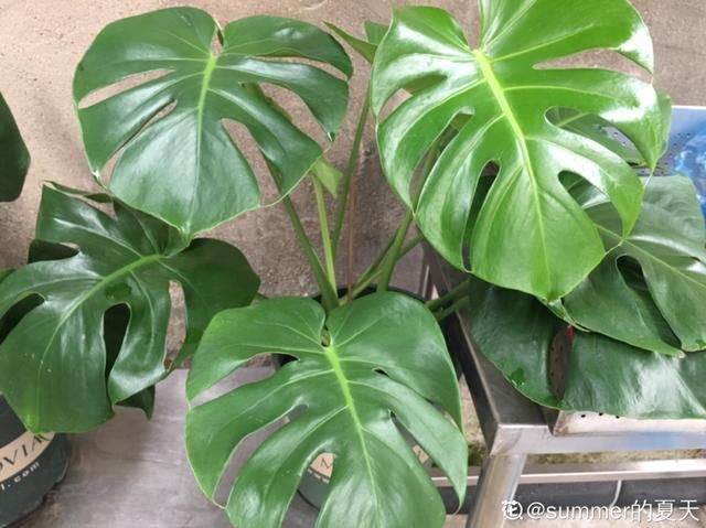  『水泥花盆』客厅养盆镇宅花，除异味、保家宅，越养家越旺！