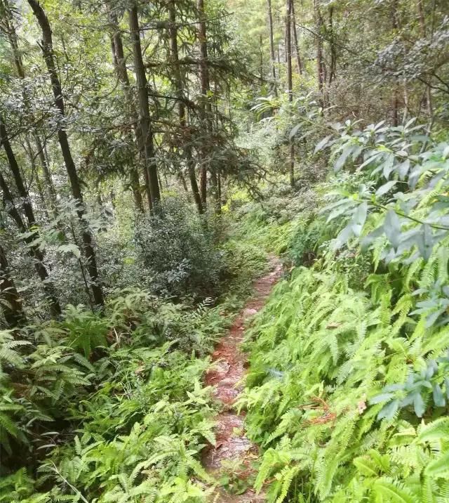  「大若岩镇」温州芙蓉岭古道，浙江省十大人文古道之一