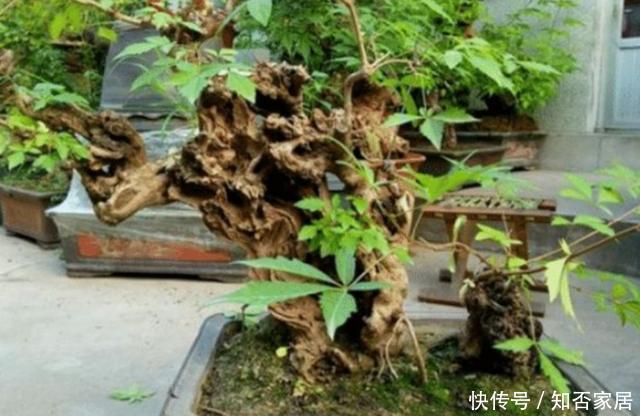 黄荆|秋天挖黄荆做盆景,栽植要注意这几个细节,才能提高成活率
