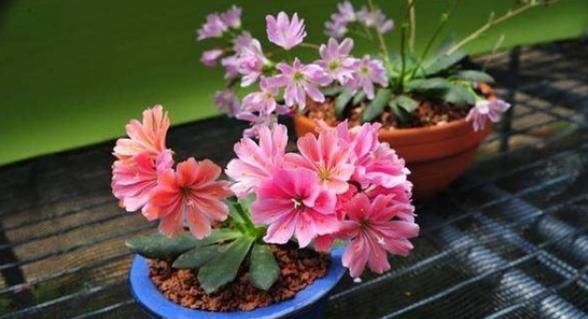 绿萝:绿萝吊兰已过时,这种盆栽花色绚丽,又好养,一年四季有花赏