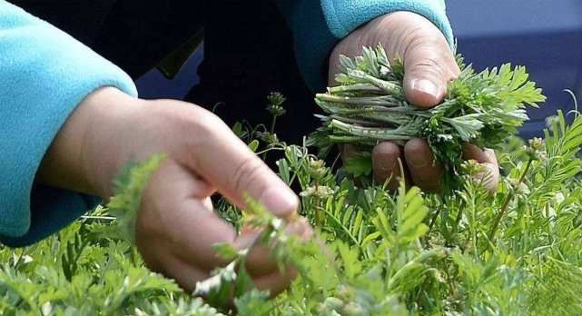 以前闹饥荒，农村人宁愿挖野菜，也不去捉虾捕鱼，为啥？