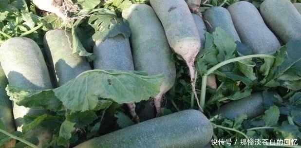  #少有#一年收3次，亩产超万斤，出口量又供不应求，为啥少有农民