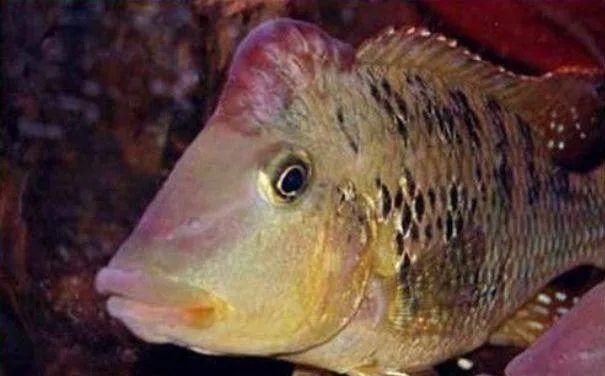  #水族市场上#美洲慈鲷之美，您细品
