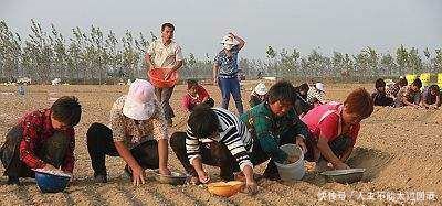 种蒜的农民都活该大蒜每亩至少赔1000元，你知道吗