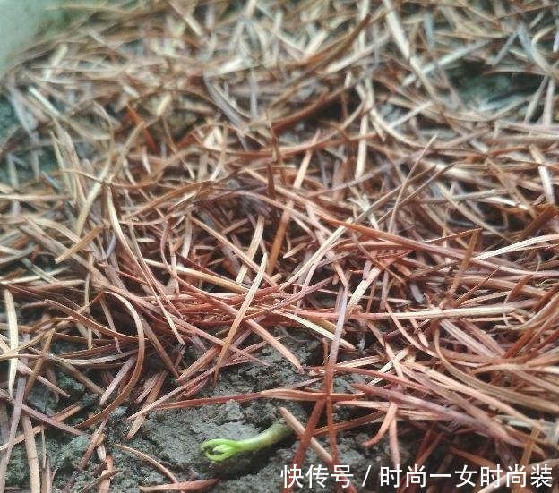 『外面』芒果核原来也能种,北方家里也能养,只要做到这三点就行!