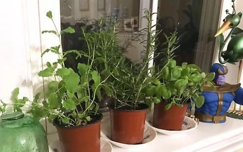 室内的植物■室内布置花园有几点要注意,这4点特关键