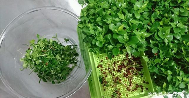种子|香椿芽太贵,种点香椿苗,半月吃一茬,随吃随种,特方便
